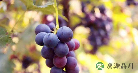 吃葡萄吃多了会上火吗 吃葡萄吃多了会上火吗