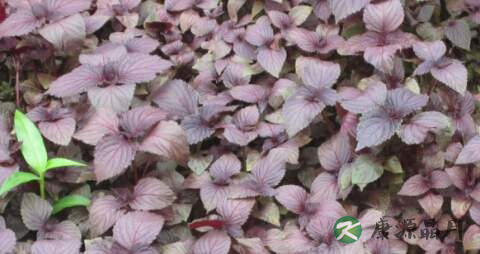 紫苏叶泡水孕妇能喝吗