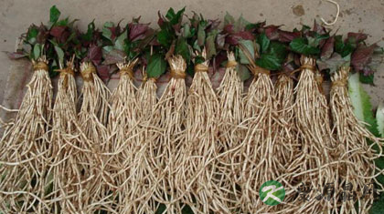 鱼腥草的副作用