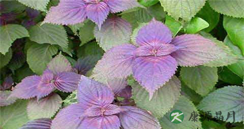 紫苏叶泡脚用量放多少好