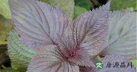 风寒感冒煲紫苏叶