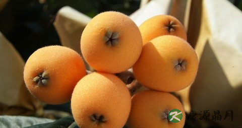 枇杷吃多了会上火吗