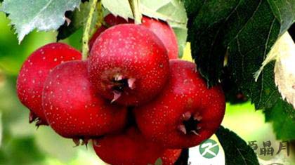 中医解读山楂的功效和作用