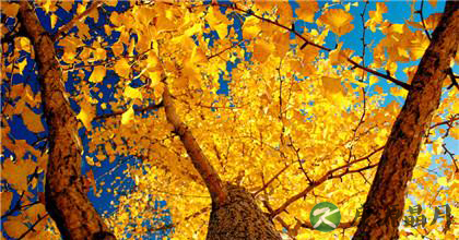 银杏的功效与作用