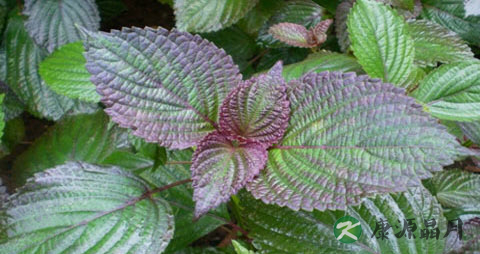 怀孕可以吃紫苏吗