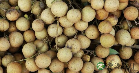 女的龙眼吃多了会上火吗 女的龙眼吃多了会上火吗