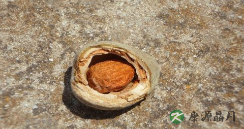 炒杏仁吃多了会上火吗 炒杏仁吃多了会上火吗