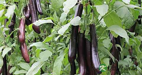 中暑能不能吃冰的