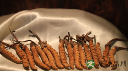 哪些人不能吃冬虫夏草