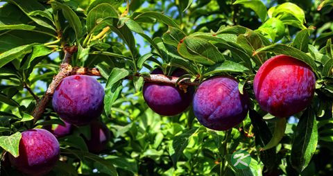 李子吃多了会上火吗