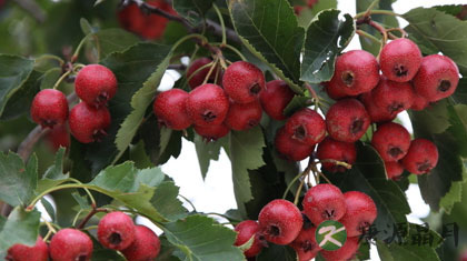山楂泡水喝可以降血压吗
