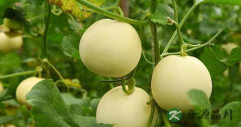 脸色暗黄怎么调理