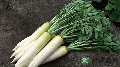 萝卜可以和中药一起吃吗