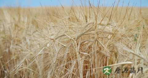 晚上饿坏了吃什么零食不长肉 晚上饿坏了吃什么零食不长肉