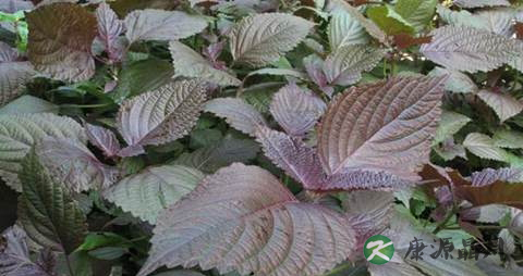 紫苏梗煮水需要煮多久