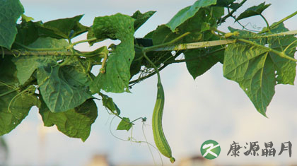 丝瓜的功效有哪些