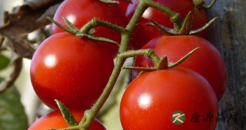 西红柿和黄瓜能同时吃吗