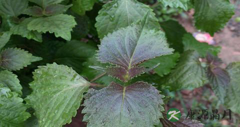 怀孕可以吃紫苏吗