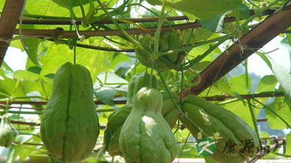 佛手瓜怎么吃