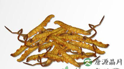 冬虫夏草的功效及食用方法