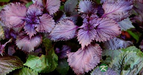 紫苏叶如何泡脚