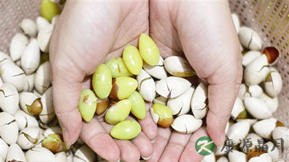 补肾的中药有哪些