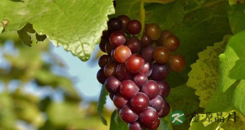 提子干吃多了会上火吗 提子干吃多了会上火吗