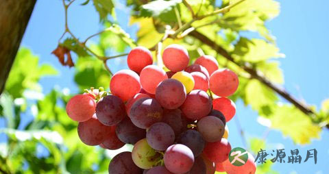 孕妇葡萄吃多了会上火吗 孕妇葡萄吃多了会上火吗