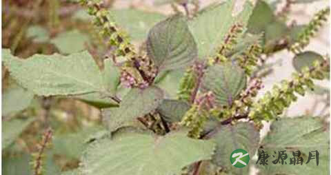 紫苏梗安胎止呕吗