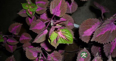 紫苏煮鸡蛋吃稳胎吗