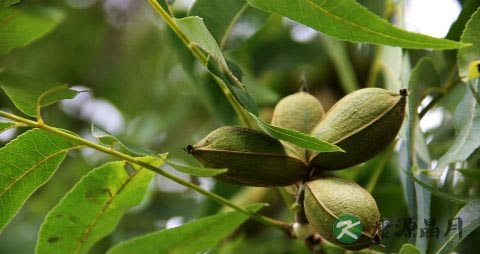 碧根果吃多了会上火吗 碧根果吃多了会上火吗