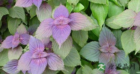 感冒了能用紫苏叶泡脚吗