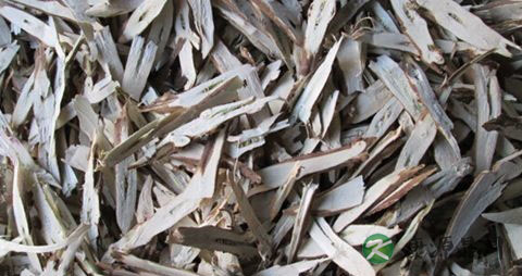 紫苏根是什么样子的