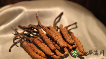 冬虫夏草什么人不能吃