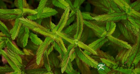 代煎药的保质期一般是多久