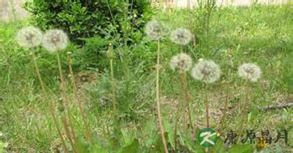 蒲公英有什么功效和作用