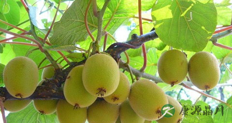 奇异果吃多了会上火吗 奇异果吃多了会上火吗