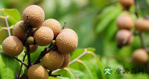 新鲜桂圆吃多了会上火吗