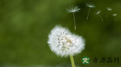 蒲公英泡水喝的功效有哪些？