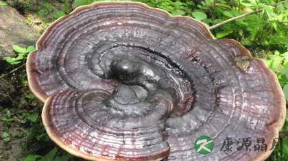 野生灵芝强大的滋补功效