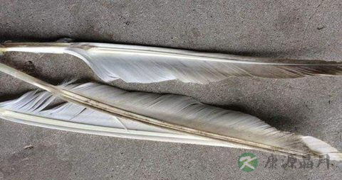 鹅毛的药用价值_鹅毛的副作用