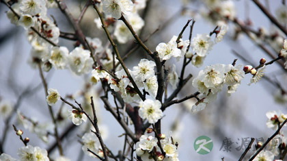 白梅花的功效与作用_白梅花的药用价值