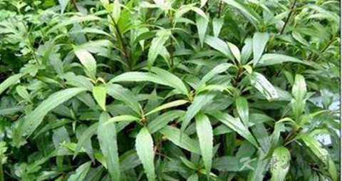 泽兰的药用价值_泽兰的副作用