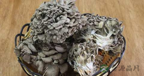 灰树花的药用价值_灰树花的副作用