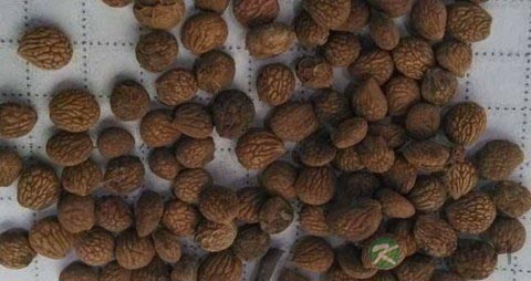 蕤仁的药用价值_蕤仁的副作用