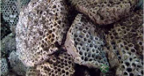 露蜂房的功效与作用