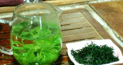 苦丁的药用价值_苦丁的副作用