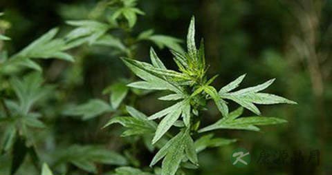 灸草的功效与作用