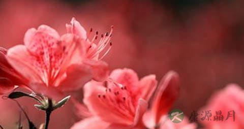 马银花的功效与作用