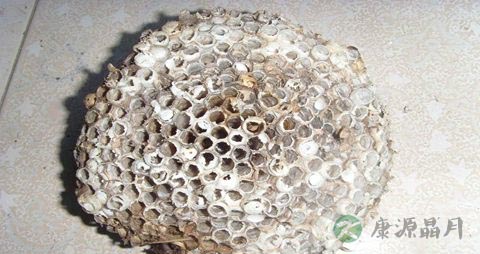 露蜂房的药用价值_露蜂房的副作用
